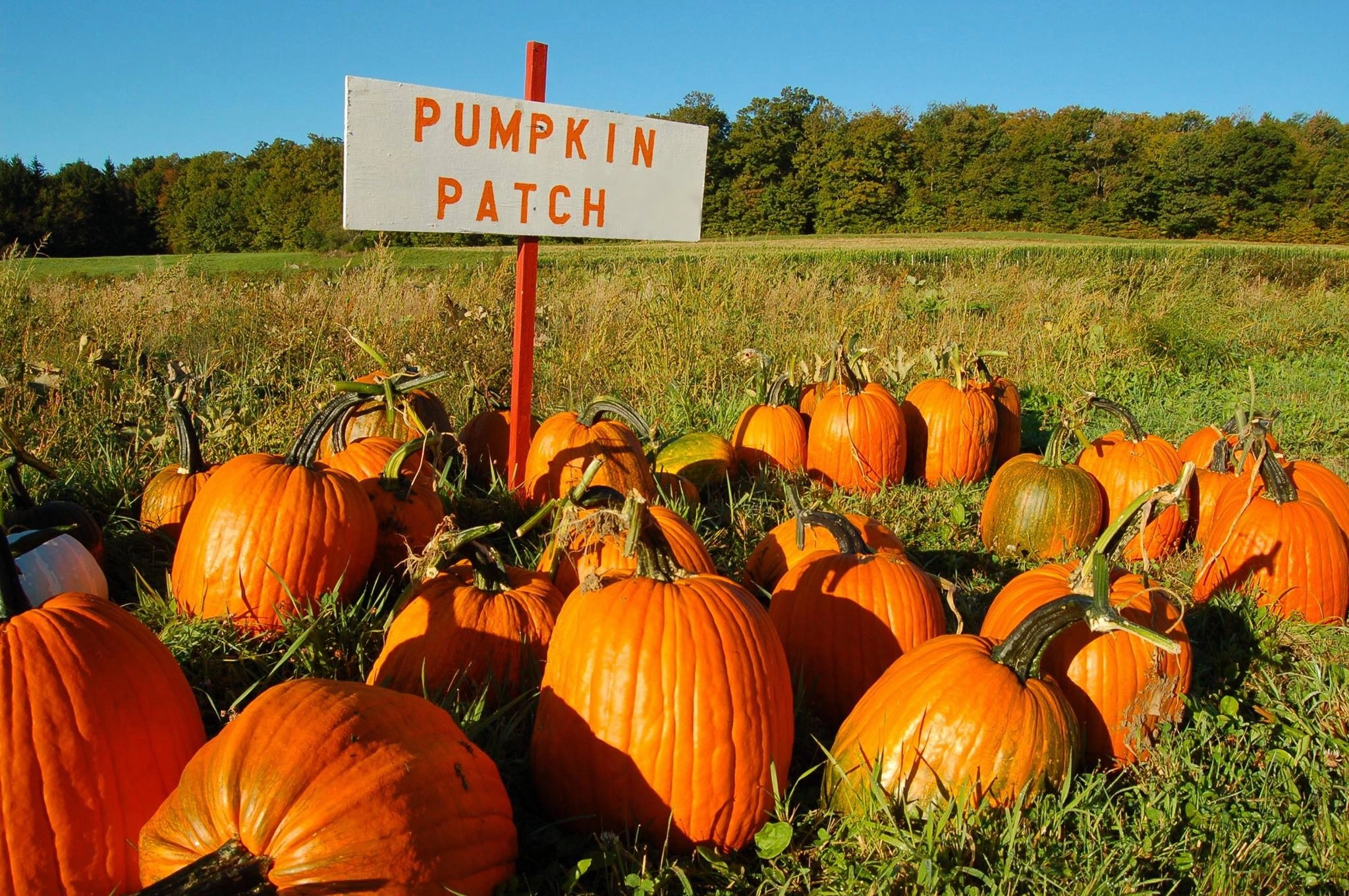 The Pumpkin Patch